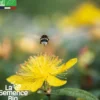 Millepertuis topas - graines bio