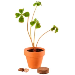 Mini kit de trèfles à 4 feuilles