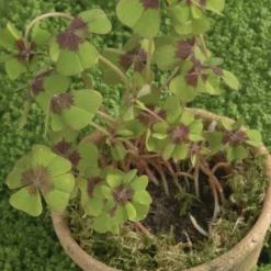 Mini kit de trèfles à 4 feuilles