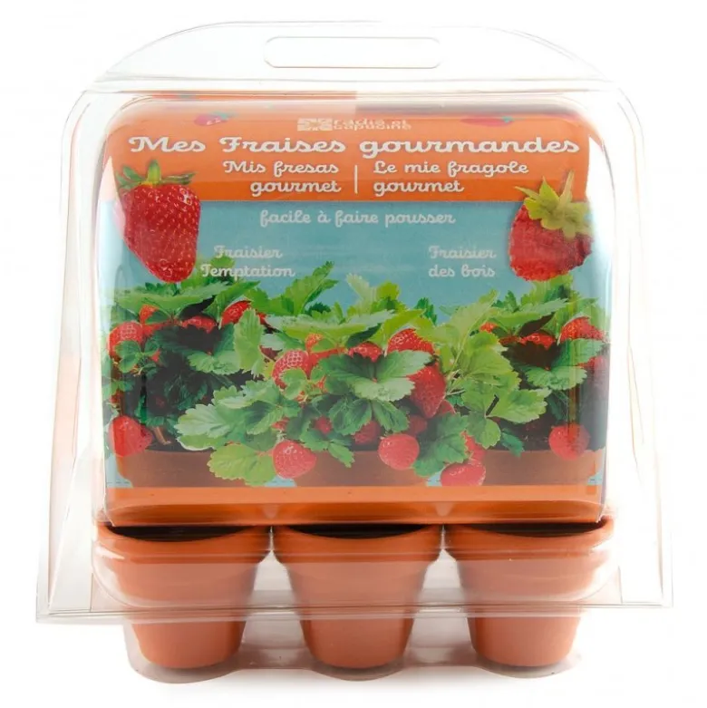 Mini-serre 6 pots fraisier