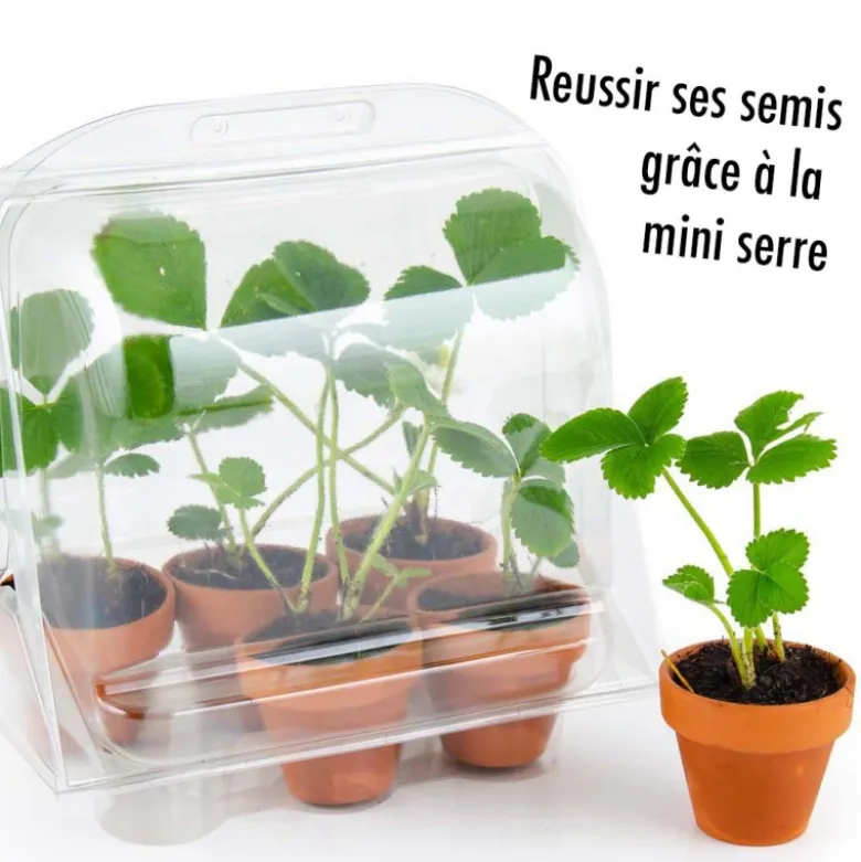 Mini-serre 6 pots fraisier