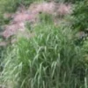 Miscanthus giganteus 2 l 0-100 cm