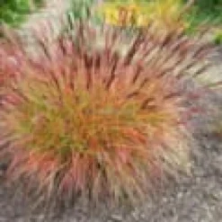 Miscanthus red chef 2 l 0-100 cm