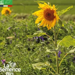 Mélange maraîchage plein champs - graines bio