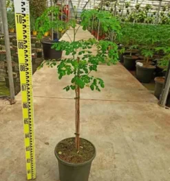 Moringa oleiferaarbre de vie 7 l 120-140 cm