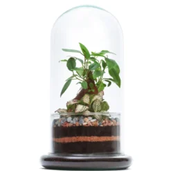 Moyen terrarium Spicy