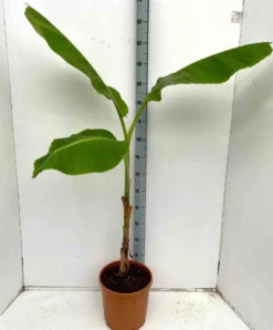 Musa dajiaobanane comestible 14 l 120-140 cm