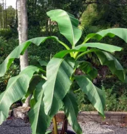 Musa dajiaobanane comestible 14 l 120-140 cm