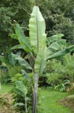 Musa nagensium 15 l 160-180 cm