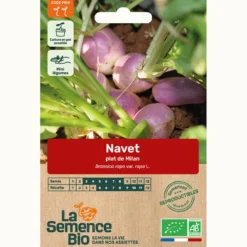 Navet plat de milan bio
