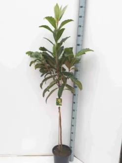 Néflier du japon 7 l 100-120 cm