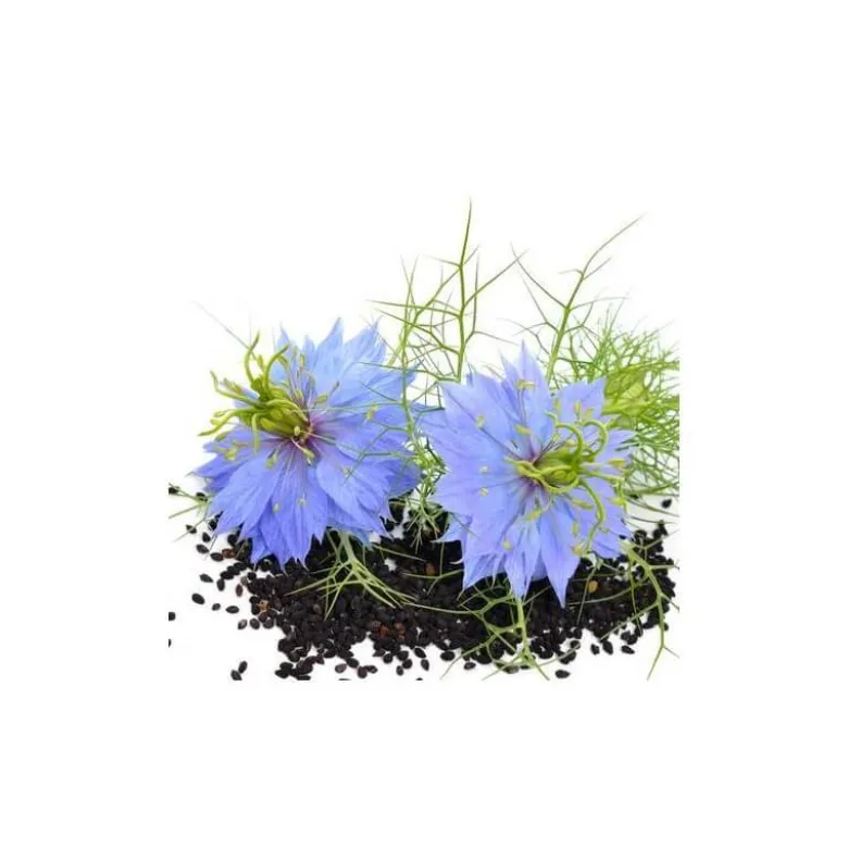 Nigelle bio - 1l