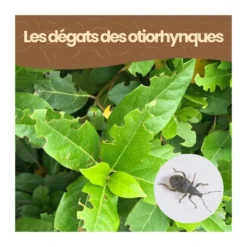 Nématodes hb - 10 arbustes - otiorhynques - 5 millions
