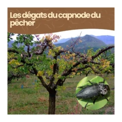 Nématodes sc - 2 arbres - capnode du pêcher - 10 millions