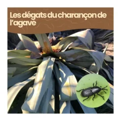 Nématodes sc - 250 m² - charançon de l'agave - 500 millions