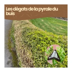 Nématodes sc - 25 m de haie - pyrale du buis - 25 millions