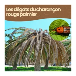 Nématodes sc - 15 à 20 palmiers - charançon rouge palmier- 250m