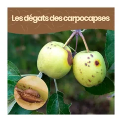 Nématodes sf - 20 arbres - carpocapses pomme poire noix - 50m