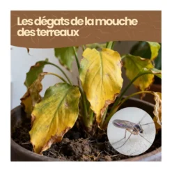 Nématodes sf - 25 pots - mouches des terreaux - 5 millions