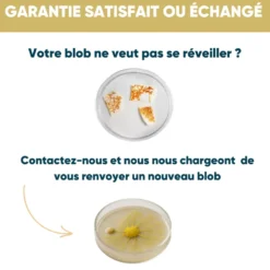 Nopalia® kit blob vivant – expérience scientifique complète – ton blob en 24h