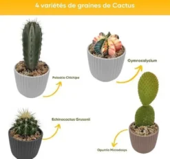 Nopalia® kit cactus prémium - mini kit à faire pousser