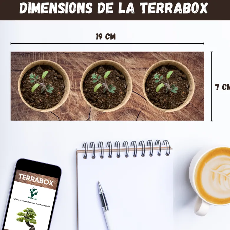 Nopalia® kit tomates cerises bio – mini potager intérieur - culture facile & diy
