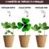 Nopalia® kit trèfle à 4 feuilles porte-bonheur