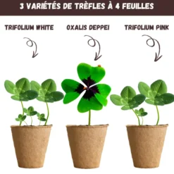 Nopalia® kit trèfle à 4 feuilles porte-bonheur