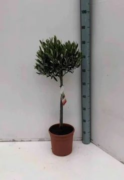 Olivier 15 l 160-180 cm