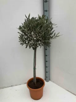 Olivier 15 l 160-180 cm