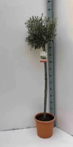 Olivier 9 l 130-150 cm