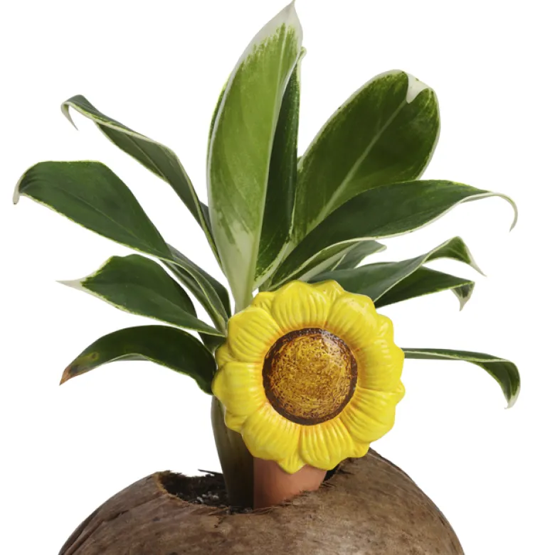 Olla d’arrosage en terre cuite fleurs