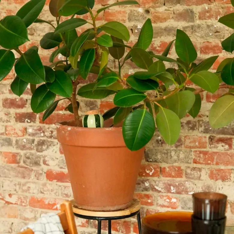 Olla en céramique Pépin Vert et lilas