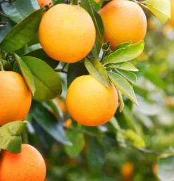 Orange amère-bigaradier 5 l 80-100 cm