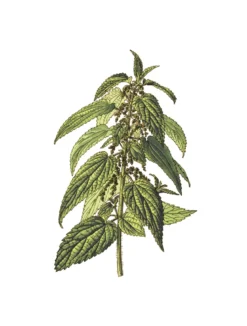 Ortie bio feuille et tige 40g
