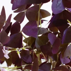 Oxalis triangularis ou trèfle pourpre