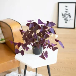 Oxalis triangularis ou trèfle pourpre