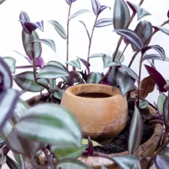 4 oyas à planter 0,3l