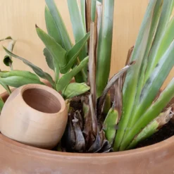 4 oyas à planter 0,15l