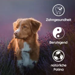 Pack chiot « bienvenue compagnon » - pour chiens à partir de 25 kg