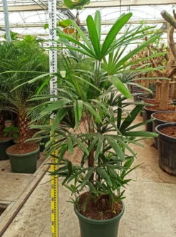 Palmier bambou 7 l 100-120 cm