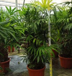 Palmier bambou 7 l 100-120 cm