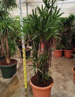 Palmier bambou 7 l 100-120 cm