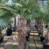 Palmier chanvre 3 l 40-60 cm