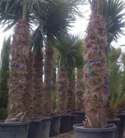 Palmier chanvre 3 l 40-60 cm