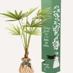 Palmier de chine -idée cadeau