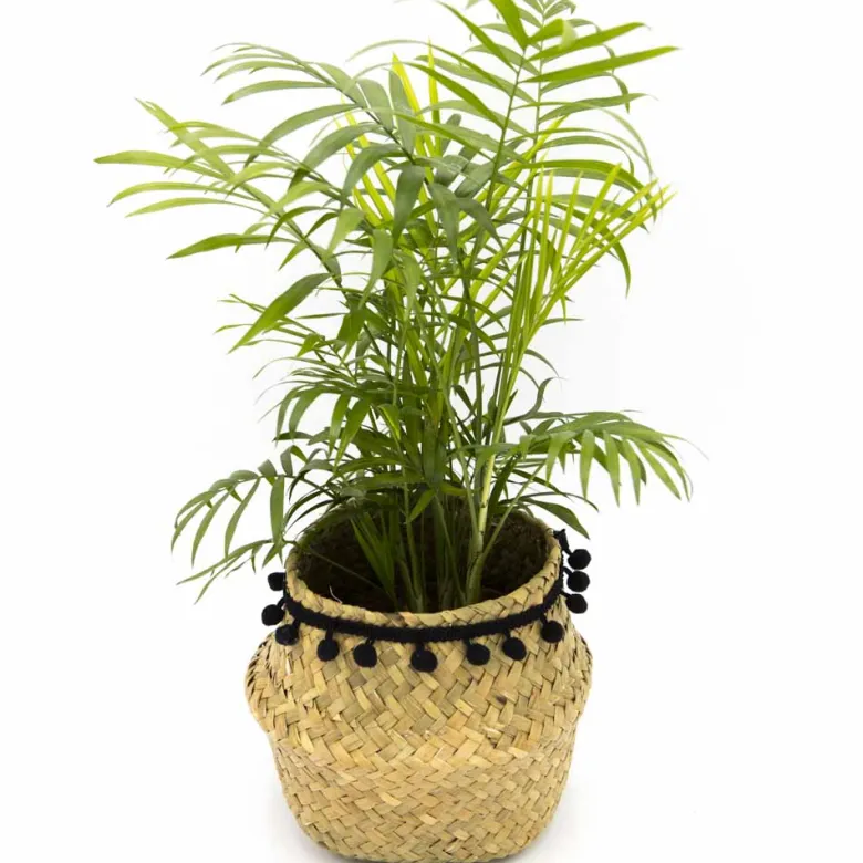 Palmier d'intérieur + cache-pot