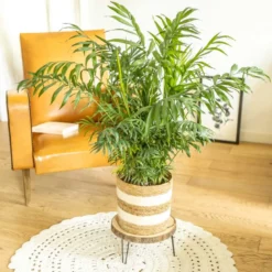 Palmier d'intérieur : chamaedorea d19