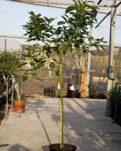 Persea americana var. Hass 7 l 60-80 cm