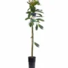 Persea americana var. Zutano 7 l 60-80 cm